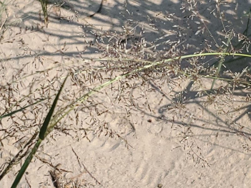 Sporobolus flexuosus, photographed by Craig Martin