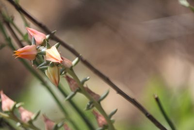 Echeveria bifida, photographed by José Belem Hernández Díaz