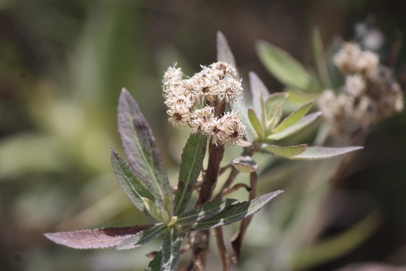 Pluchea salicifolia, photographed by José Belem Hernández Díaz