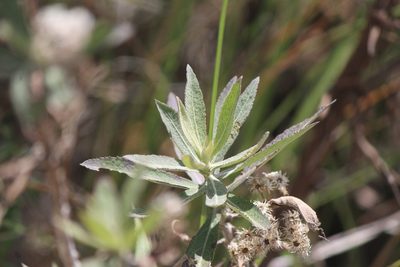Pluchea salicifolia, photographed by José Belem Hernández Díaz