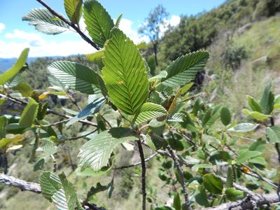Cercocarpus macrophyllus, photographed by Norma Piedra