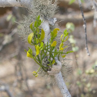 Phoradendron brachystachyum, photographed by Bill Levine