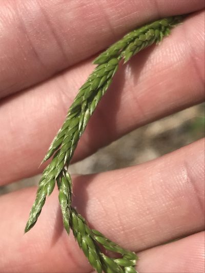 Eriochloa contracta, photographed by Ryan Donnelly