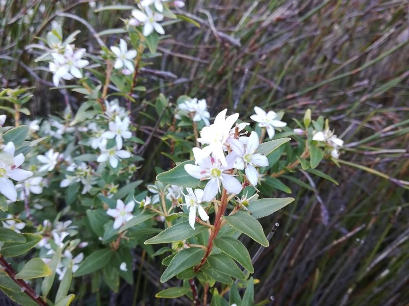 Agathosma crenulata, photographed by flamelily