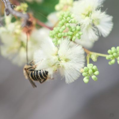 Acaciella goldmanii, photographed by Bill Levine