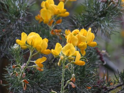 Adenocarpus decorticans, photographed by Yves Bas