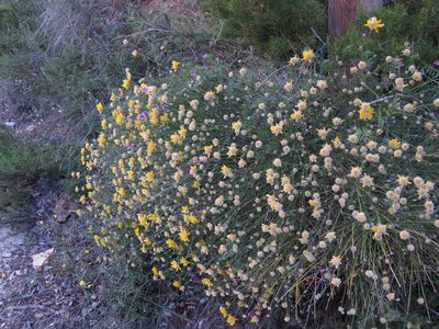 Genista umbellata, photographed by Yves Bas