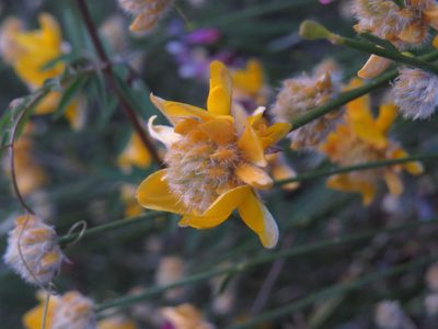 Genista umbellata, photographed by Yves Bas