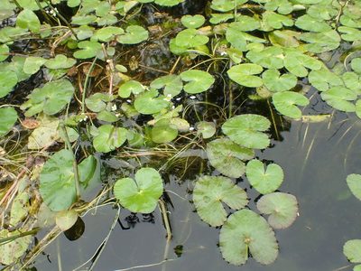 Thacla natans, photographed by Matt Bowser