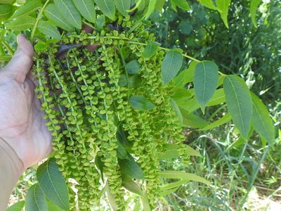 Juglans hindsii, photographed by Sam Kieschnick