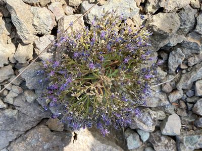 Aliciella pinnatifida, photographed by Bob Walker