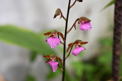 Rhynchostele bictoniensis, photographed by Neptalí Ramírez Marcial