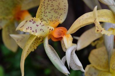 Stanhopea graveolens, photographed by Neptalí Ramírez Marcial