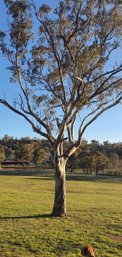 Eucalyptus blakelyi, photographed by Claudia Schipp