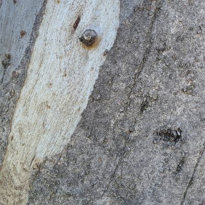 Eucalyptus blakelyi, photographed by Claudia Schipp