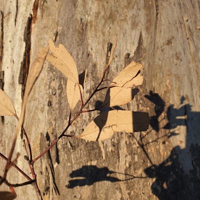 Eucalyptus blakelyi, photographed by Claudia Schipp