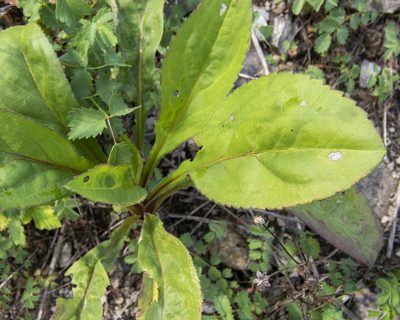 Solidago patula, photographed by Randy A Nonenmacher