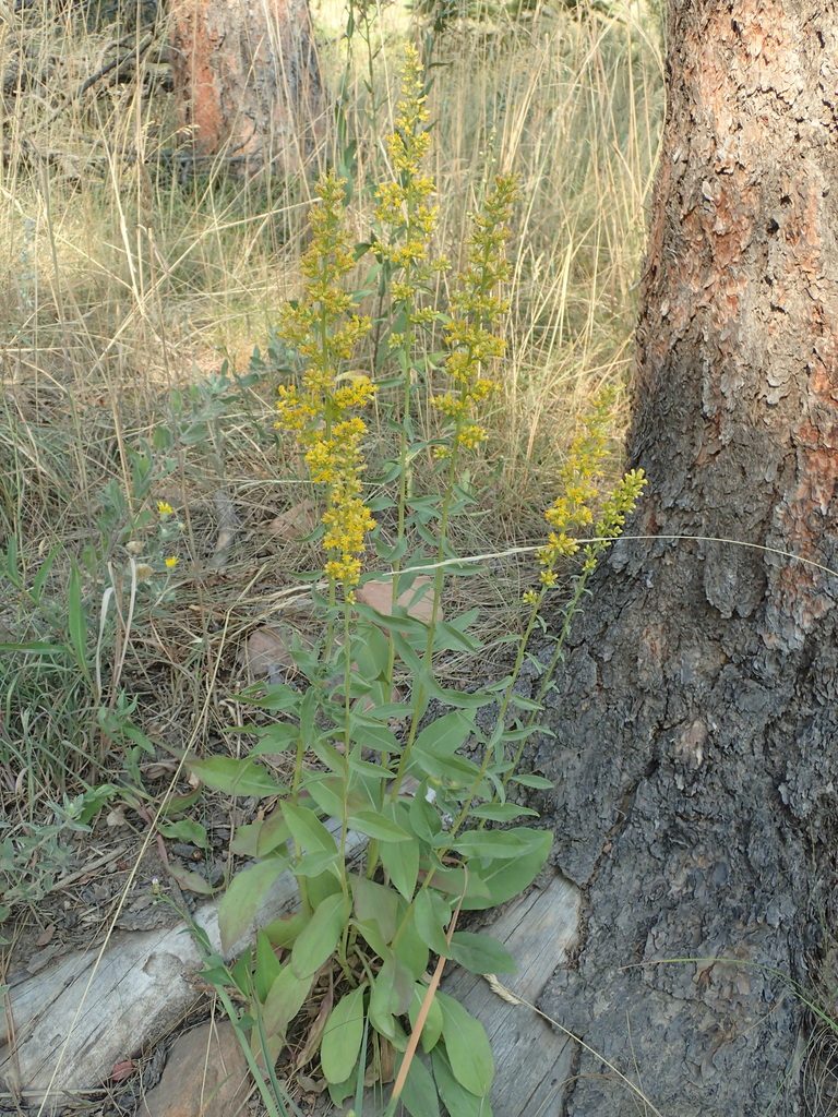 Solidago pallida, photographed by John Baur