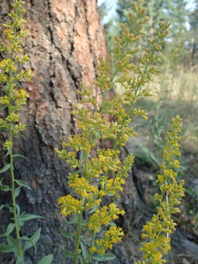 Solidago pallida, photographed by John Baur