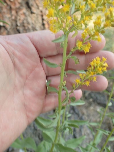 Solidago pallida, photographed by John Baur