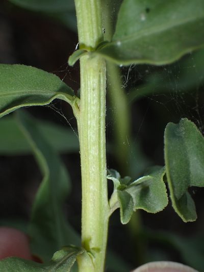 Solidago pallida, photographed by John Baur