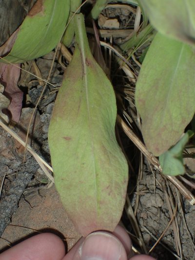 Solidago pallida, photographed by John Baur