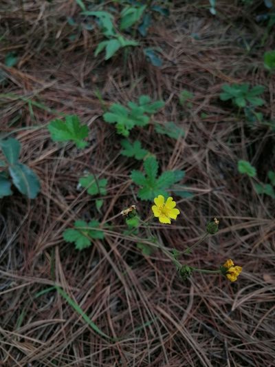 Potentilla queretarensis, photographed by Erick Vélez Sánchez