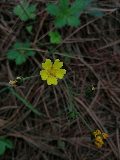 Potentilla queretarensis, photographed by Erick Vélez Sánchez