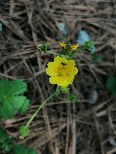 Potentilla queretarensis, photographed by Erick Vélez Sánchez