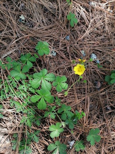 Potentilla queretarensis, photographed by Erick Vélez Sánchez