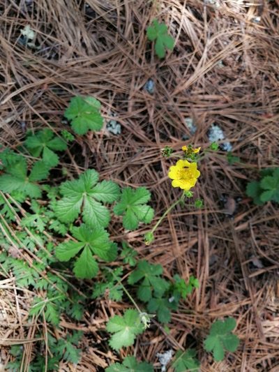Potentilla queretarensis, photographed by Erick Vélez Sánchez
