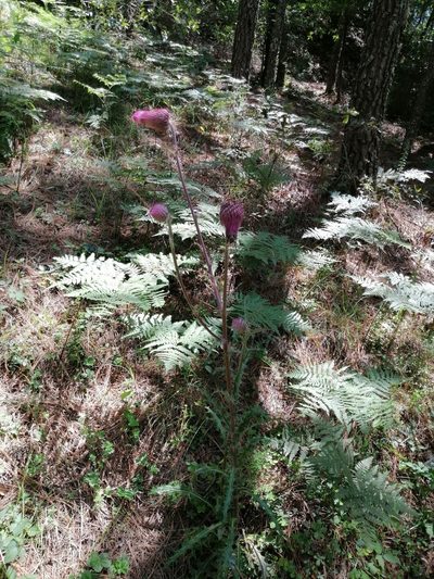 Cirsium bicentenariale, photographed by Erick Vélez Sánchez