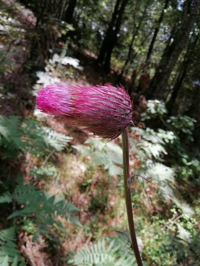 Cirsium bicentenariale, photographed by Erick Vélez Sánchez