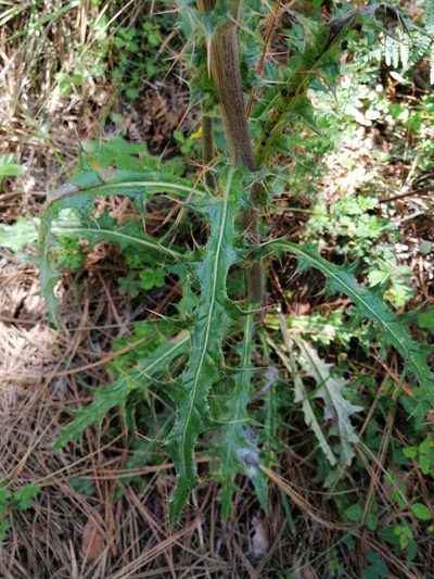 Cirsium bicentenariale, photographed by Erick Vélez Sánchez