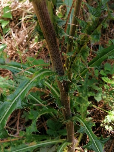 Cirsium bicentenariale, photographed by Erick Vélez Sánchez