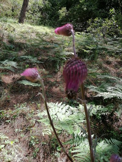 Cirsium bicentenariale, photographed by Erick Vélez Sánchez