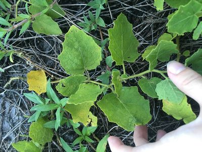Physalis arenicola, photographed by Jade Fortnash