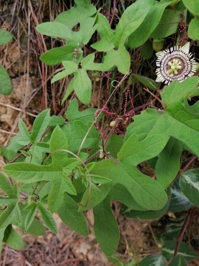 Passiflora exsudans, photographed by Erick Vélez Sánchez