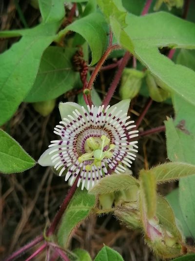 Passiflora exsudans, photographed by Erick Vélez Sánchez