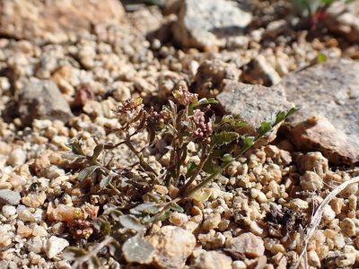 Rorippa curvisiliqua, photographed by Martin Purdy
