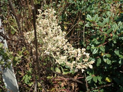 Pseudognaphalium ramosissimum, photographed by joergmlpts