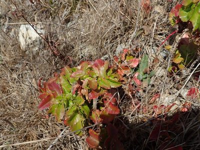 Berberis pinnata, photographed by joergmlpts