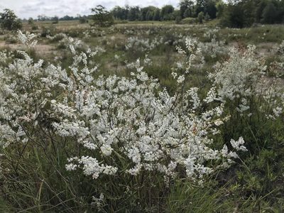 Polygonella americana, photographed by Darrell Bucket