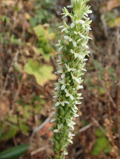 Platanthera elegans, photographed by joergmlpts