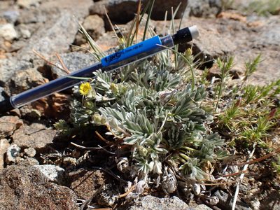 Potentilla pseudosericea, photographed by Martin Purdy
