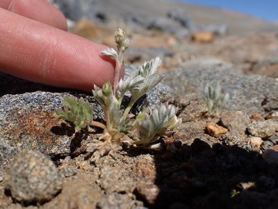 Potentilla pseudosericea, photographed by Martin Purdy
