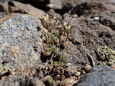Draba oligosperma, photographed by Martin Purdy