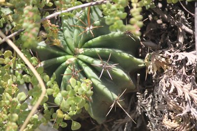 Ferocactus echidne, photographed by José Belem Hernández Díaz