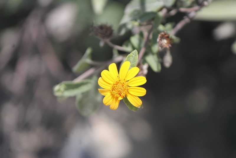 Jefea lantanifolia, photographed by José Belem Hernández Díaz