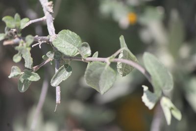 Jefea lantanifolia, photographed by José Belem Hernández Díaz